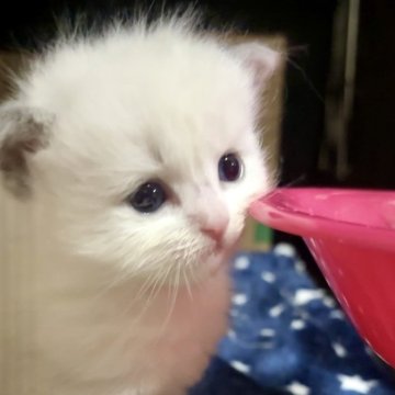 ラグドール【岐阜県・男の子・2024年10月20日・ブルーポイントバイカラー】の写真「ママそっくりな美人💕」