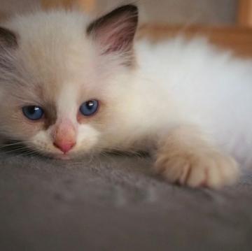 ラグドール【岐阜県・男の子・2022年5月2日・シールポイントバイカラー】の写真「人が大好き❤」