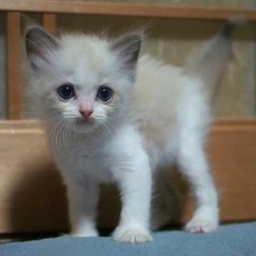 ラグドール【岐阜県・男の子・2022年6月26日・ブルーポイントバイカラー】の写真「柄がかわいい😍」