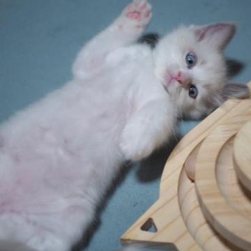 ラグドール【岐阜県・男の子・2022年6月26日・ブルーポイントバイカラー】の写真「寂しがり屋さん🥹」