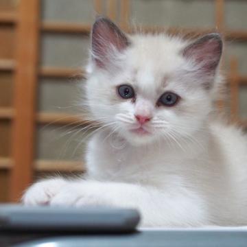 ラグドール【岐阜県・男の子・2022年6月26日・ブルーポイントバイカラー】の写真「キリッとしたイケメンくん❣️」