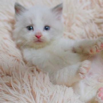 ラグドール【岐阜県・男の子・2022年8月2日・ブルーポイントバイカラー】の写真「ちっちゃな甘えん坊くん🥰」