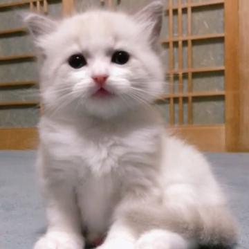 ラグドール【岐阜県・男の子・2022年9月30日・ブルーポイントバイカラー】の写真「コロコロキュート君❣️」