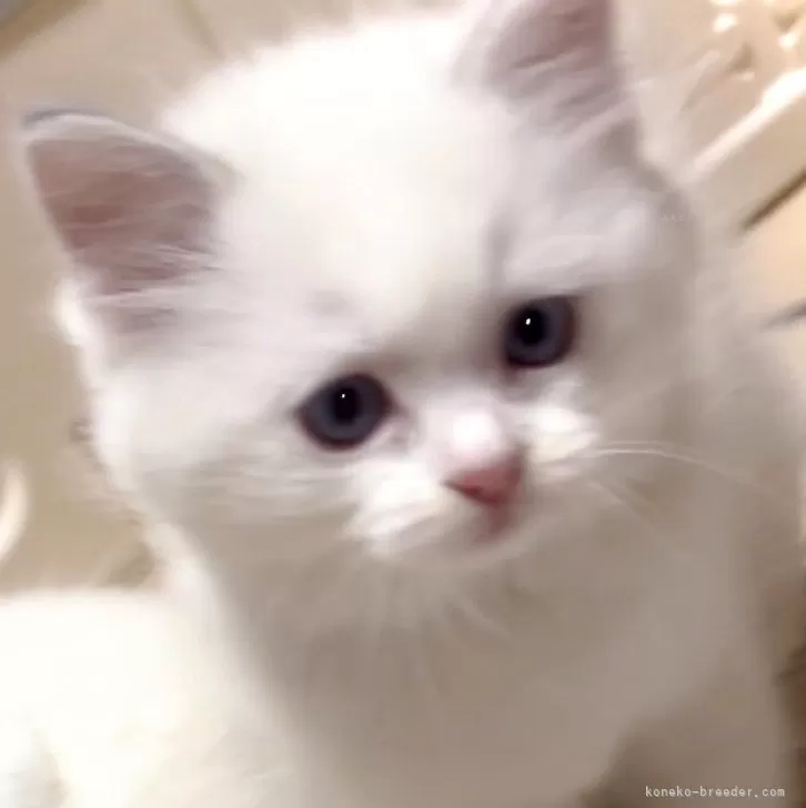 ID：2601-00725の子猫