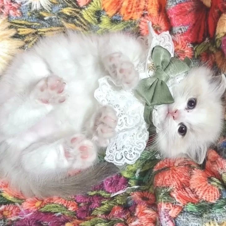 ID：2412-02091の子猫