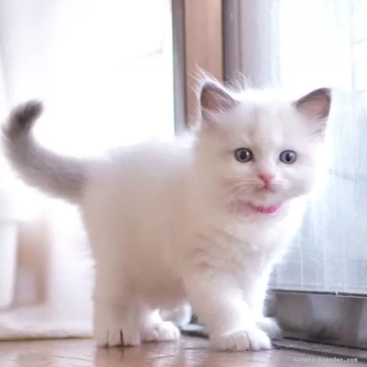 ID：2506-00798の子猫