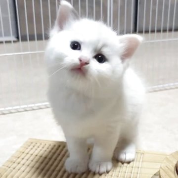ラグドール【岐阜県・男の子・2025年4月25日・ブルーリンクスポイントバイカラー】の写真「毛色がとにかく白いです。」