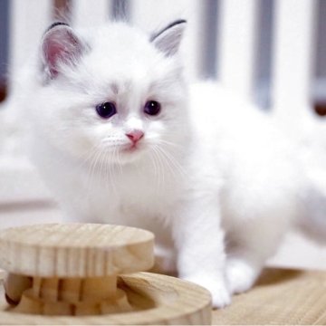 ラグドール【岐阜県・男の子・2025年7月9日・シールリンクスポイントバイカラー】の写真「食欲旺盛チョー元気印🧢」