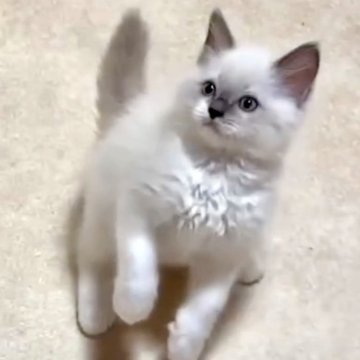 ラグドール【岐阜県・男の子・2025年4月21日・ブルーポイントバイカラー】の写真「お鼻のポイントがチョーキュート🩷」