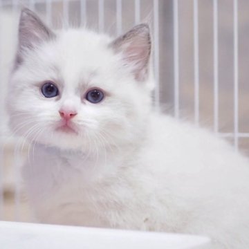 ラグドール【岐阜県・男の子・2025年4月25日・ブルーポイントバイカラー】の写真「パパ似の天然ボーイ🥳」