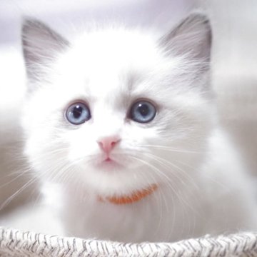 ラグドール【岐阜県・女の子・2025年4月21日・ブルーポイントバイカラー】の写真「とっても元気な女の子🎀」