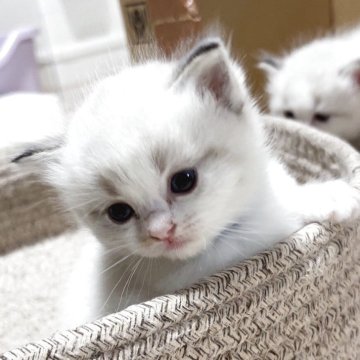 ラグドール【岐阜県・男の子・2025年4月25日・シールリンクスポイントバイカラー】の写真「おっとりさんタイプのプニプニボディ💖」