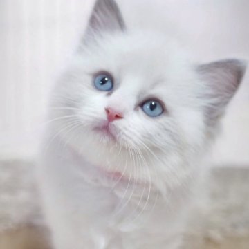 ラグドール【岐阜県・女の子・2025年4月21日・ブルーポイントバイカラー】の写真「とってもキュート💖プリプリ歩く姿がサイコー」