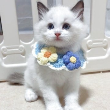 ラグドール【岐阜県・男の子・2025年9月12日・シールポイントバイカラー】の写真「お顔の整ったキューティーベイビー🧢」