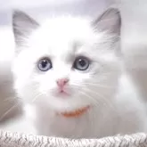 ラグドール【岐阜県・女の子・2025年4月21日・ブルーポイントバイカラー】の写真1「甘えん坊な女の子🎀元気いっぱいです😄」