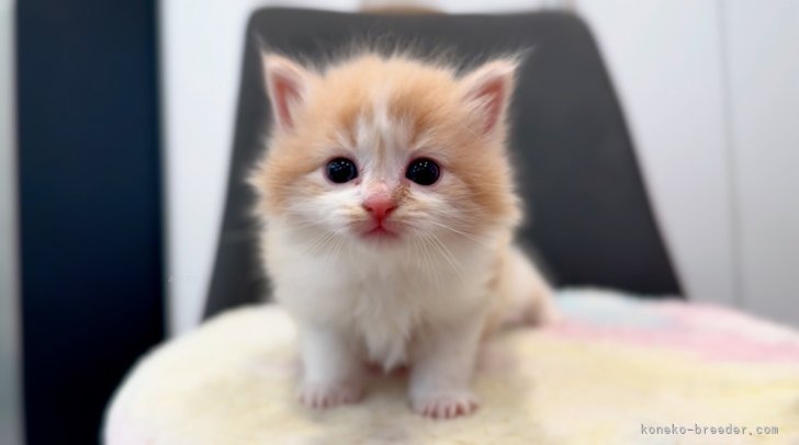 サイベリアン子猫｜瀧島　誉正(たきしま　たかまさ)ブリーダー(東京都・サイベリアンなど・CFA/JCC登録)の紹介写真6