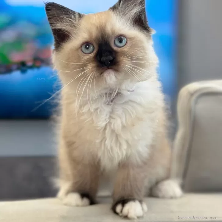 ID：2406-02815の子猫