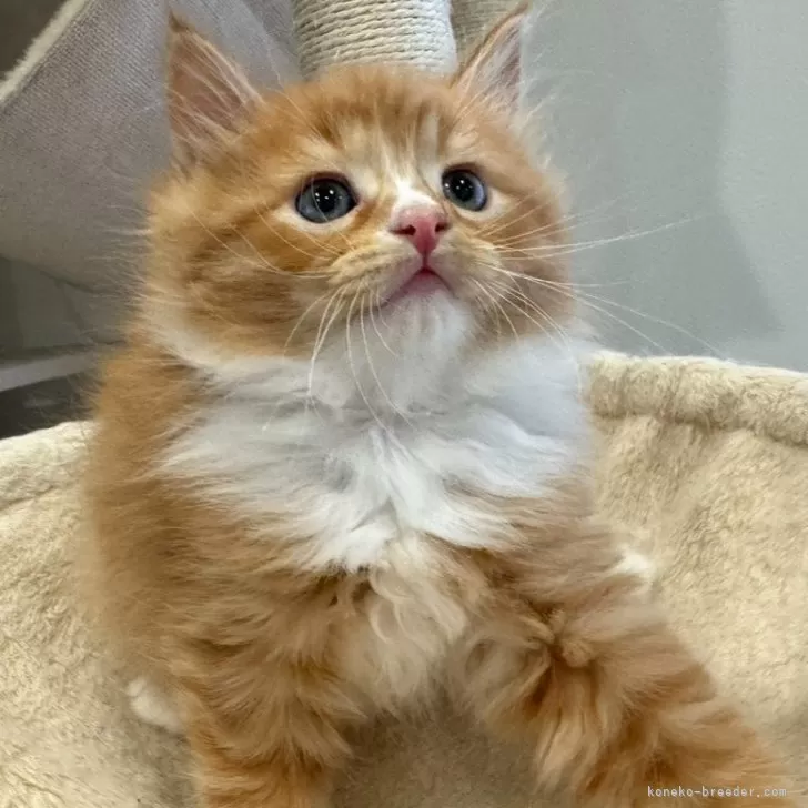 まつ子 様のお迎えした子猫