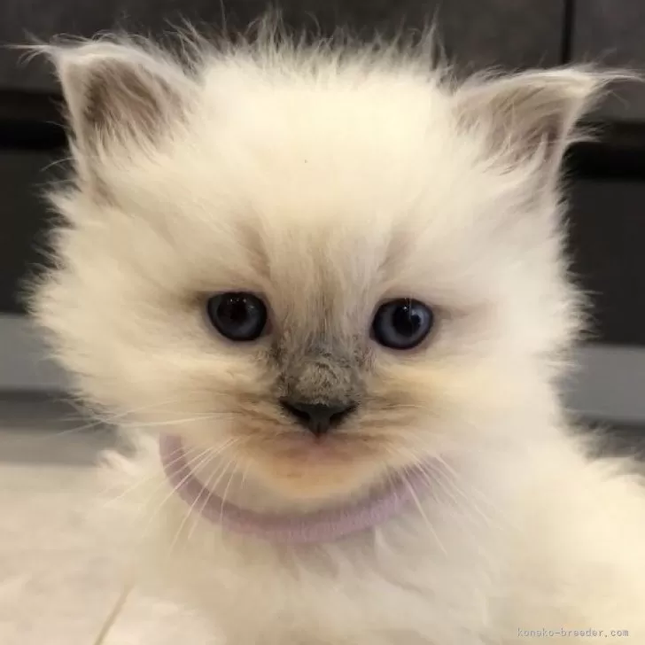 ID:2403-00226の子猫