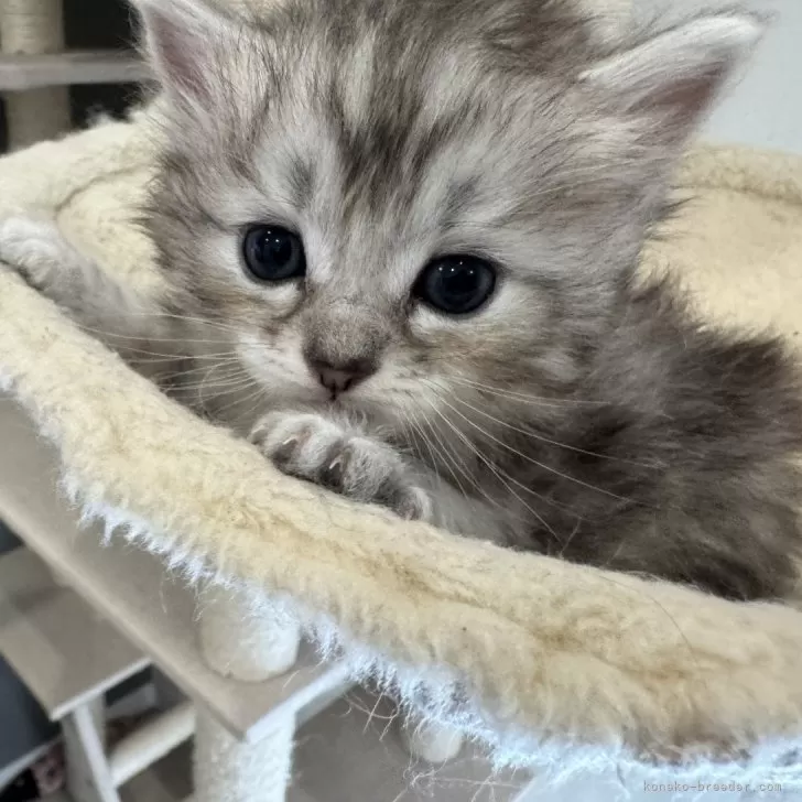 Lilly 様のお迎えした子猫