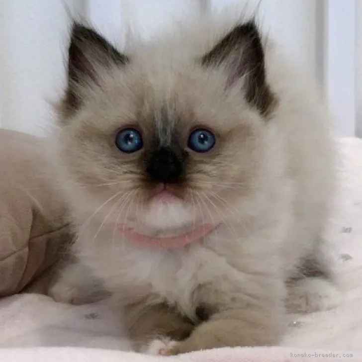 ID:2308-00523の子猫