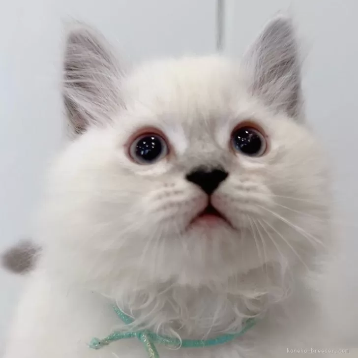 ID：2411-00441の子猫
