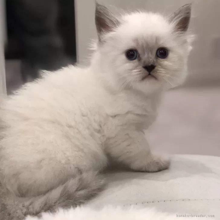 S.M 様のお迎えした子猫