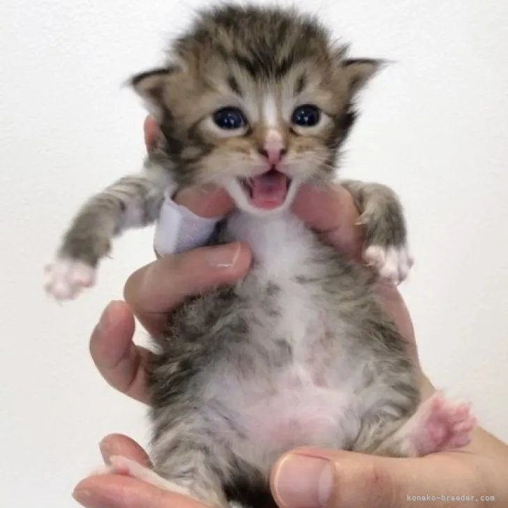 ID：2308-00531の子猫