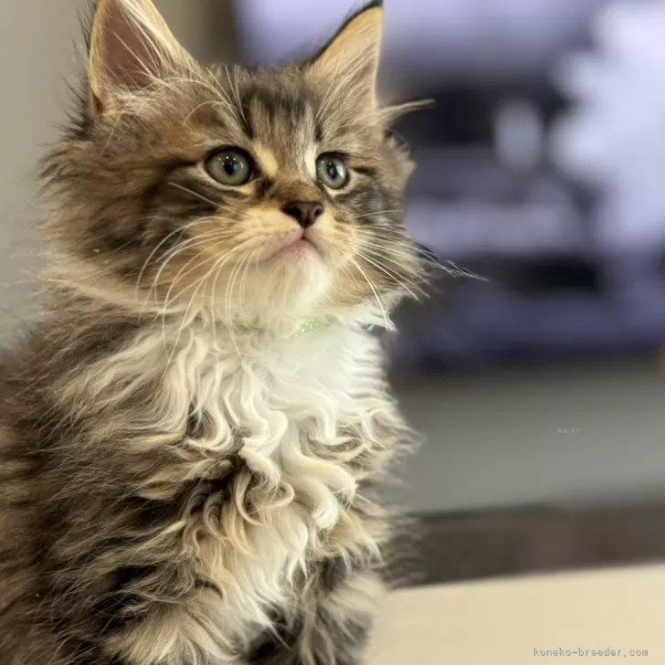 ID：2407-00407の子猫