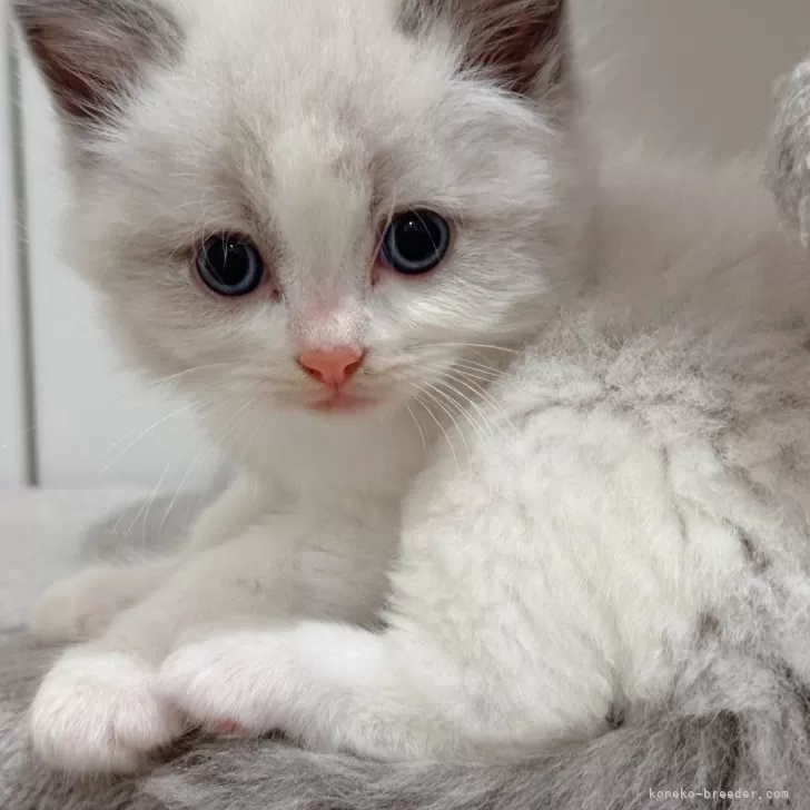 TK 様のお迎えした子猫