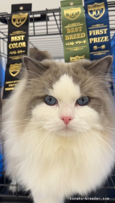 ラグドール【・男の子・2023年7月30日・ブルーポイントバイカラー】