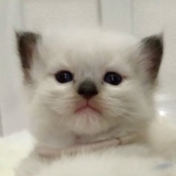 ラグドール【東京都・男の子・2023年7月14日・ブルーポイントミテッド】の写真「緊張して証明写真みたいになっちゃった😾」