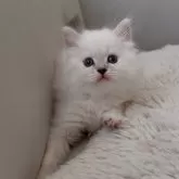 サイベリアン【東京都・女の子・2024年9月28日・ブルーリンクスポイント】の写真1