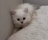 サイベリアン【東京都・女の子・2024年9月28日・ブルーリンクスポイント】の写真2