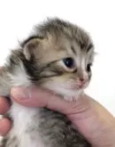 サイベリアン【東京都・男の子・2023年7月17日・ブラウンタビー&ホワイト】の写真5「バブみ。」