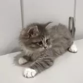 サイベリアン【東京都・男の子・2025年7月2日・ブルータビー&ホワイト】の写真4