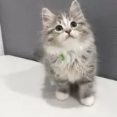 サイベリアン【東京都・男の子・2025年7月2日・ブルータビー&ホワイト】の写真2