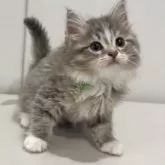 サイベリアン【東京都・男の子・2025年7月2日・ブルータビー&ホワイト】の写真6