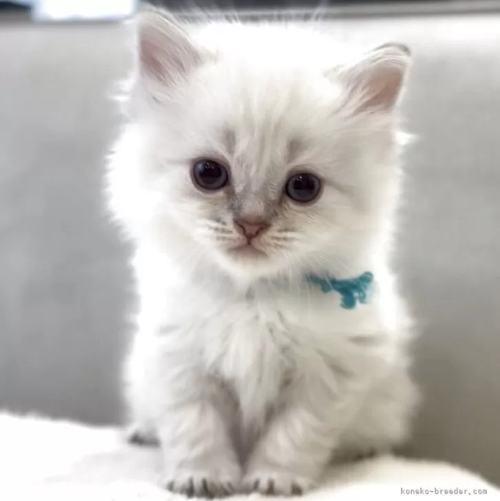 カレン 様のお迎えした子猫
