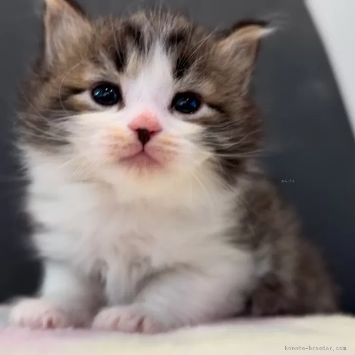 ID：2412-02790の子猫