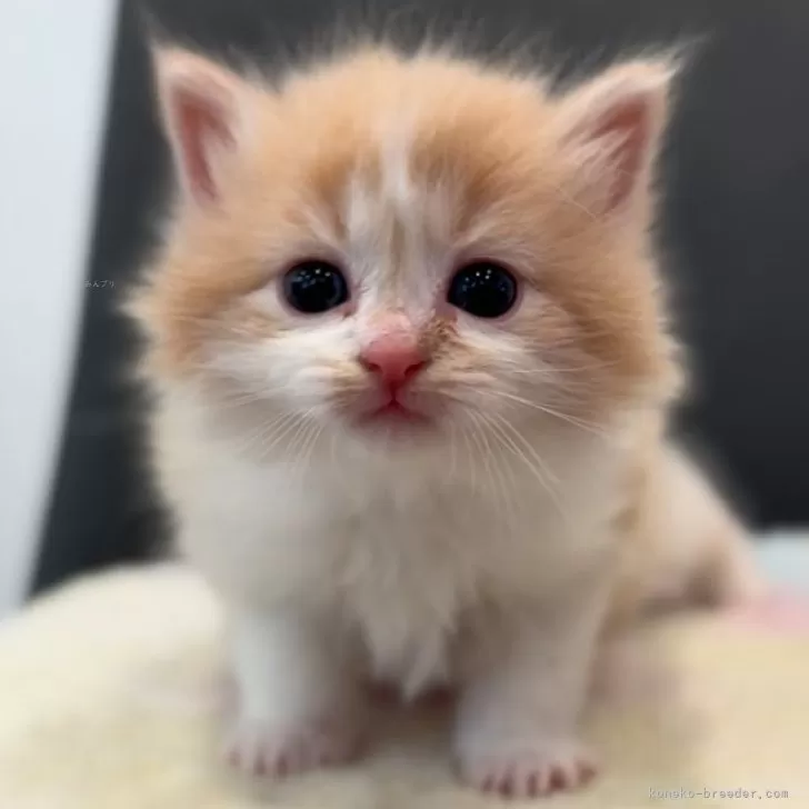 ID:2412-02795の子猫