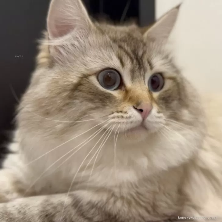 ID:2504-00814の子猫