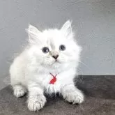 サイベリアン【東京都・女の子・2025年3月31日・ブルーリンクスポイント】の写真1