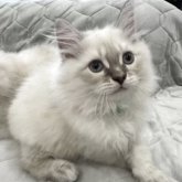 サイベリアン