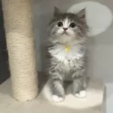 サイベリアン【東京都・女の子・2025年7月2日・ブルータビー&ホワイト】の写真2