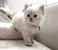 サイベリアン【東京都・女の子・2025年3月31日・ブルーリンクスポイント】の写真12