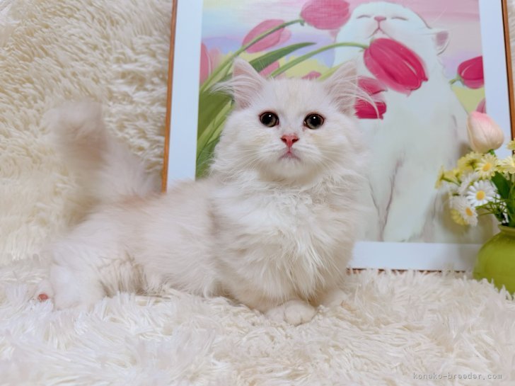 張　童瑶(ちょう　とうよう)ブリーダー(千葉県・マンチカンなど・ICC登録)の紹介写真2