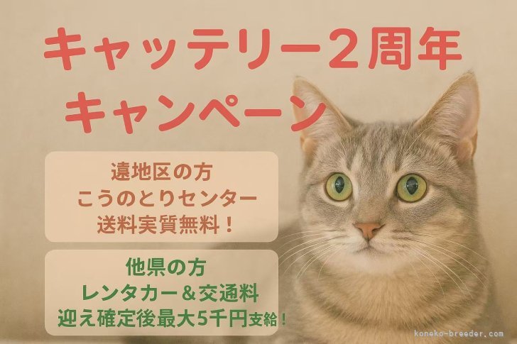 張　童瑶(ちょう　とうよう)ブリーダー(千葉県・マンチカンなど・ICC登録)の紹介写真2