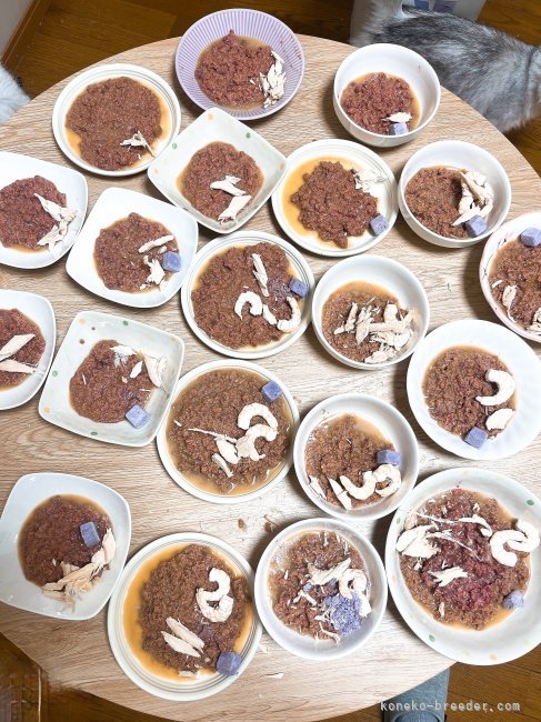 張童瑶ブリーダーのブログ：ご飯だよ〜