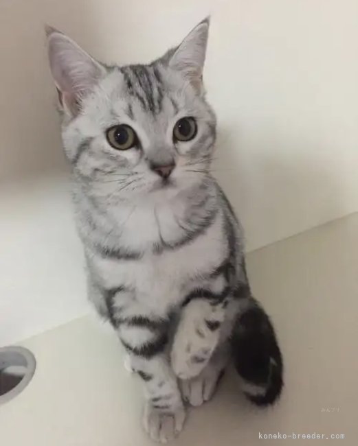 アメリカンショートヘア【・女の子・2024年5月24日・シルバータビー】